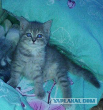 Котовторник