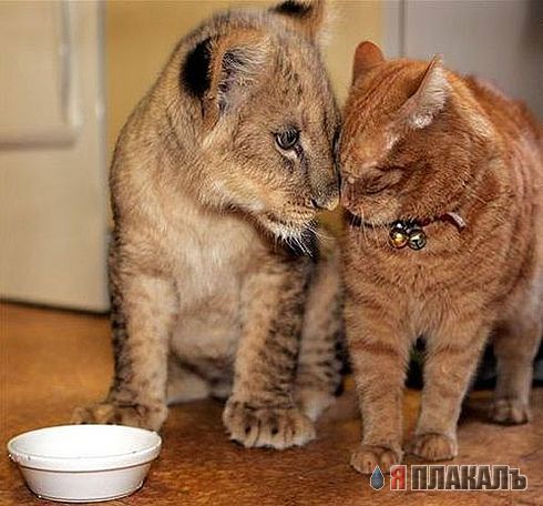 Коты, кошки, котята