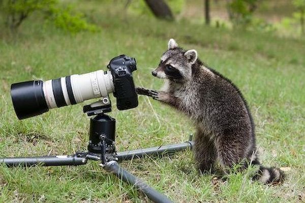 Животные и фотоаппарат