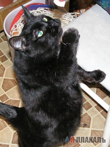 Вторничный котомёт