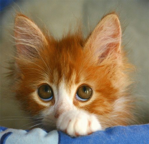 Пятничный котомет (13 фото для начала)
