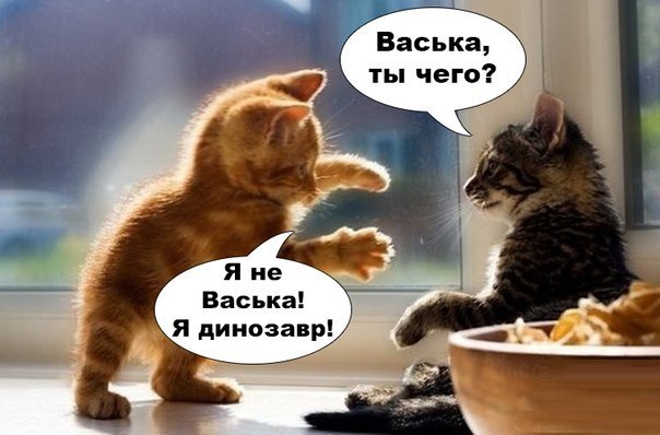 Прикольные животные