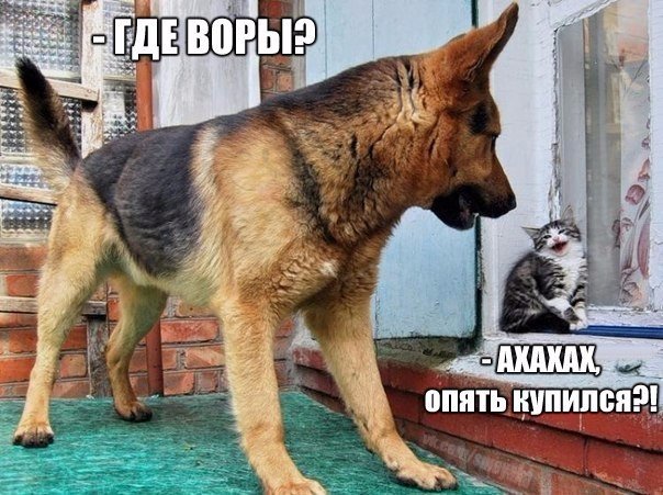 Весёлые картинки 30.11.2016