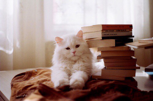 Коты и Кошки