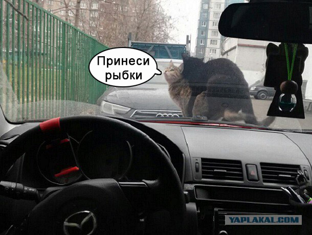 Ни стыда ни совести