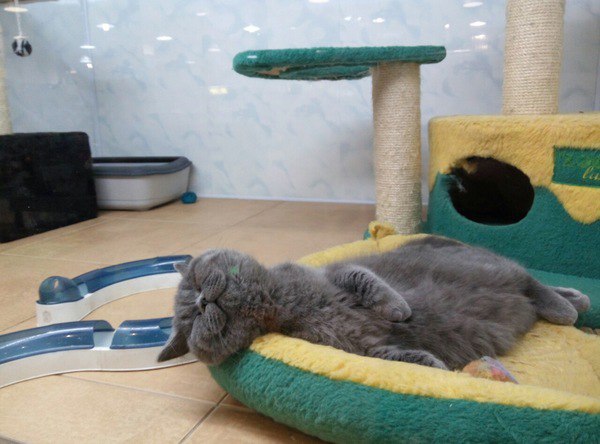 Коты и Кошки