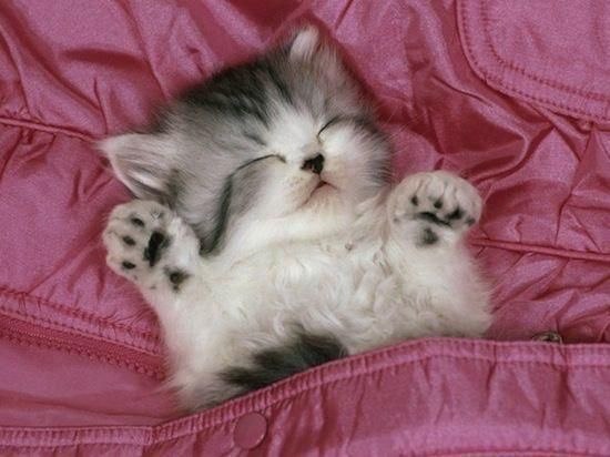 Коты и Кошки