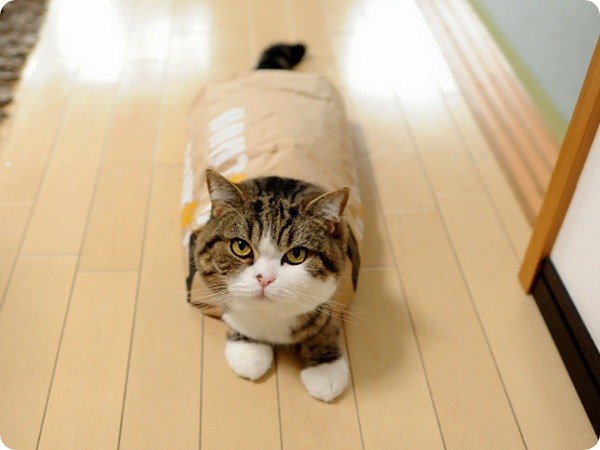 Коты и Кошки