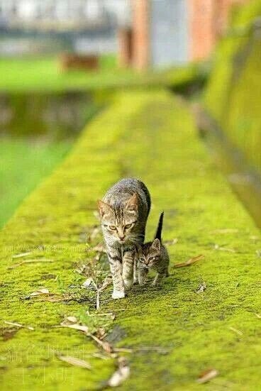 Коты и Кошки