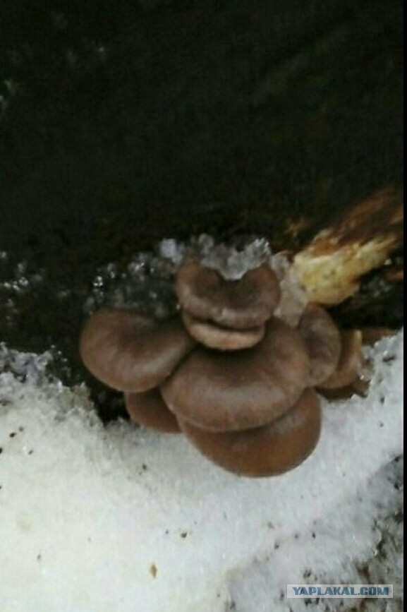 А у нас начало грибного сезона