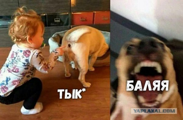 Случай в ветеринарной клинике