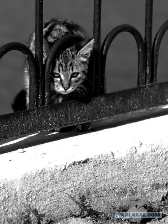 Котовторник на ЯПлакалъ (03.06), котята (31 шт)