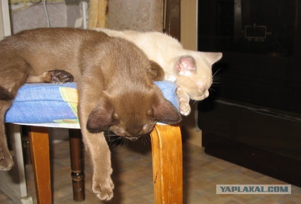 Уррааа! Котовторник на ЯПлакалъ!