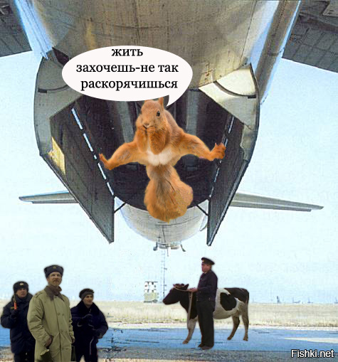 Собака открыла багажный отсек самолета при подлете к Москве