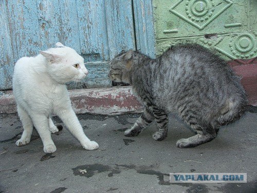 И снова во вторник - котовторник