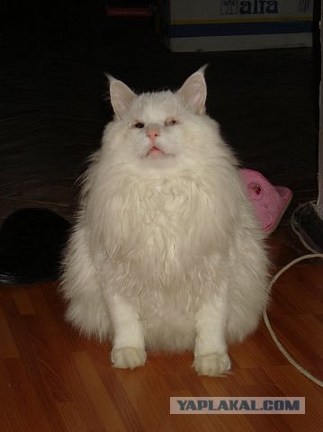 Котовторник на середину июня