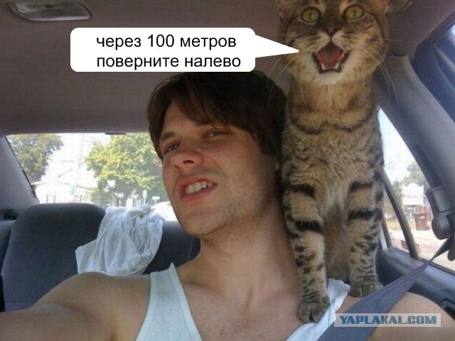 Кот в шоке