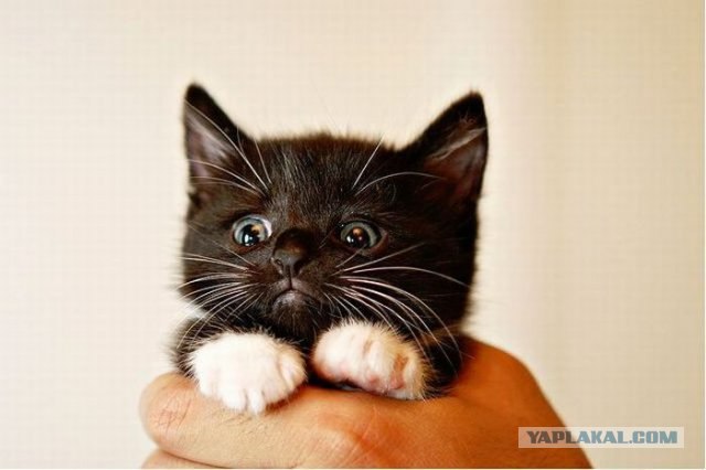 Котовторник с Кузей