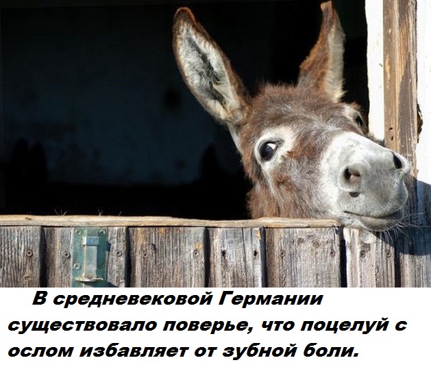 Подборка бесполезных фактов