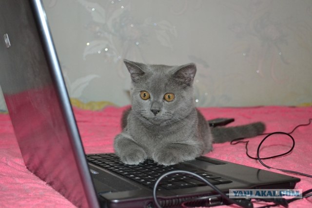 Котовторник в "КотоГетто"