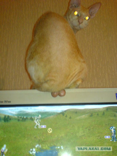 Котовторник 06.12.2011
