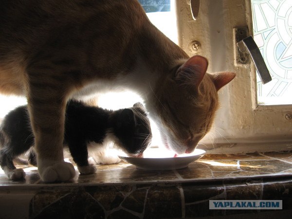 Котовторник 17 января