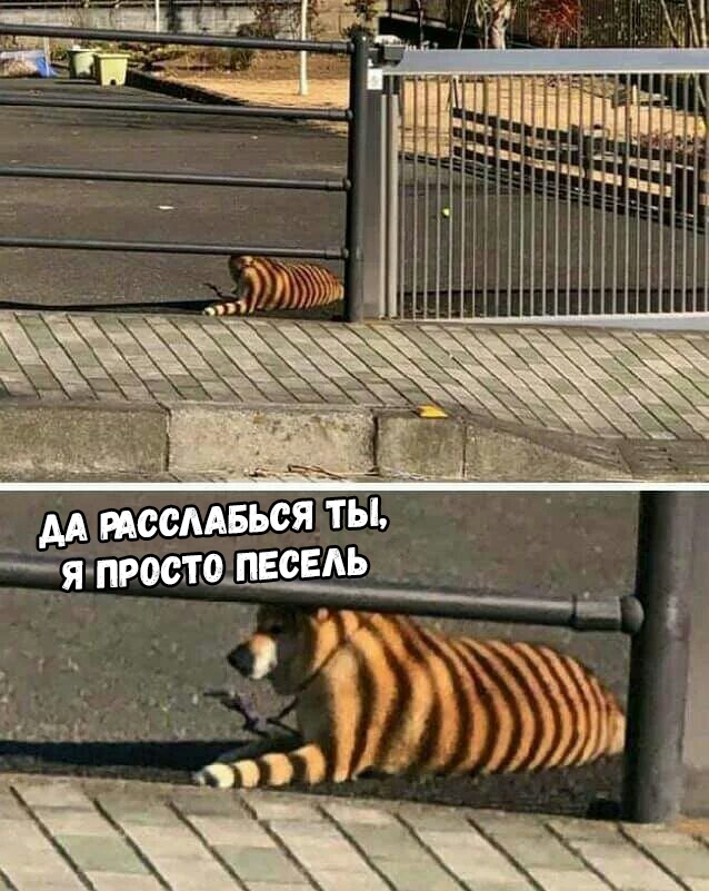 Милые животные. Мимиметр сломался