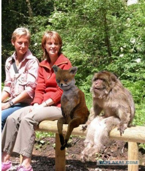 Самые смешные снимки животных за 2012 год