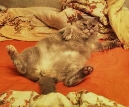 Котовторник 23.07.2019.