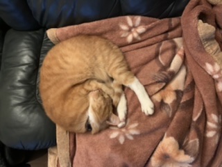 Взять кота  из приюта