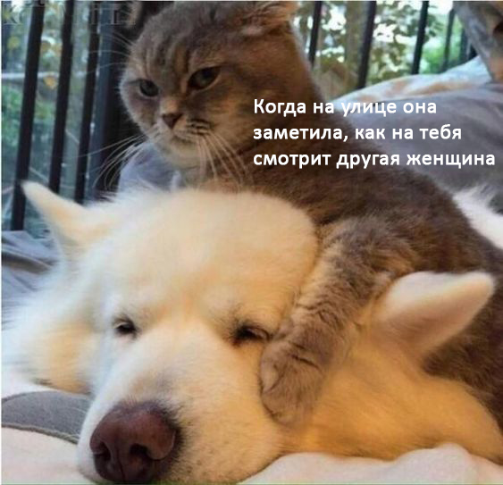 Женщины - они как кошки № 2