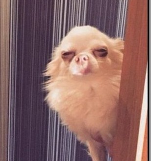 Откуда такие олени берутся?