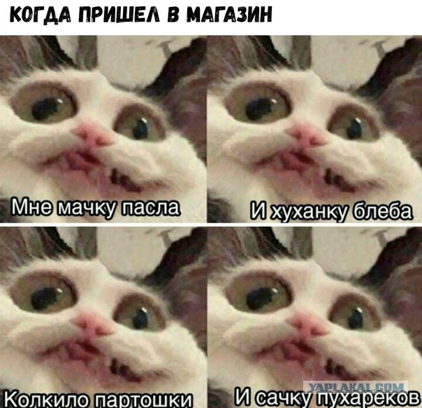 Весёлый полтишок 06.04.22