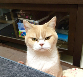 Странный кот