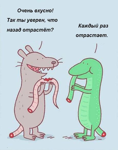 Картинки. Баян-прибоян Япа