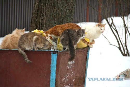 Котовторник  19.03.2013