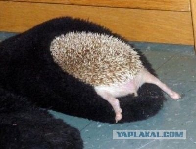 Йожиги! Позитива пост :)