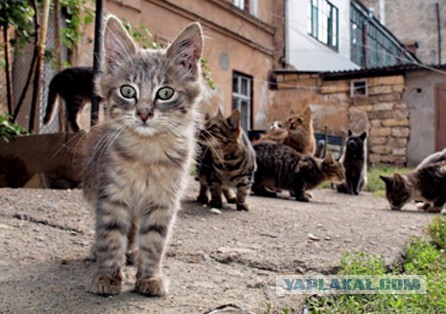 Как нас наё..вают магазины