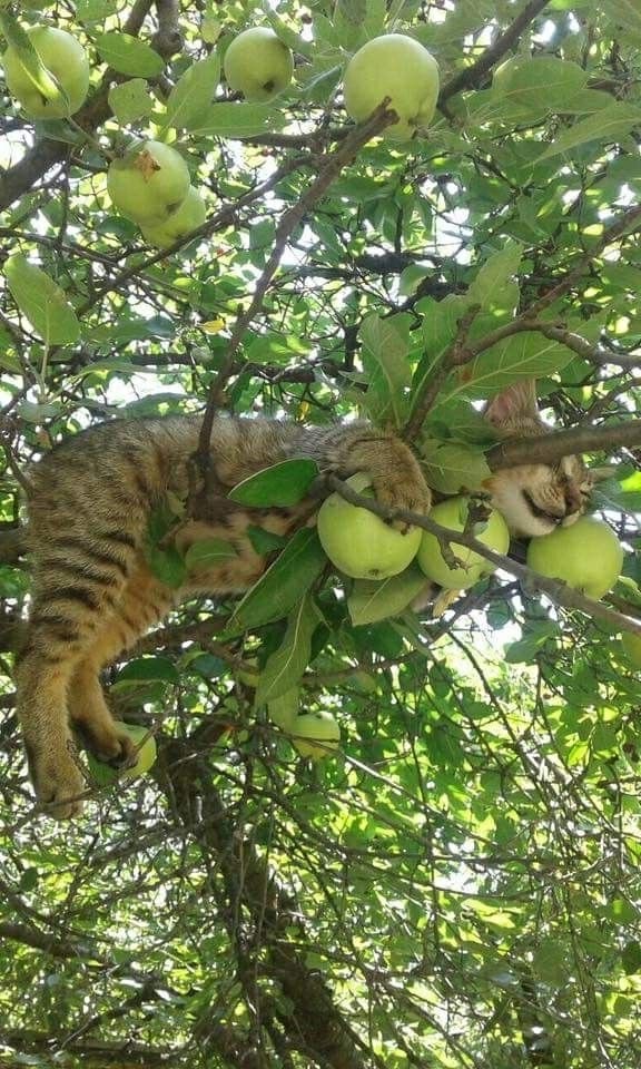 Коты деревенской породы