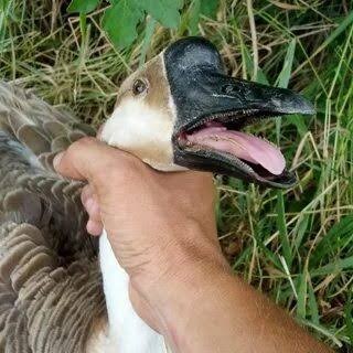 Конкурс по жарке гуся в Дунгуане