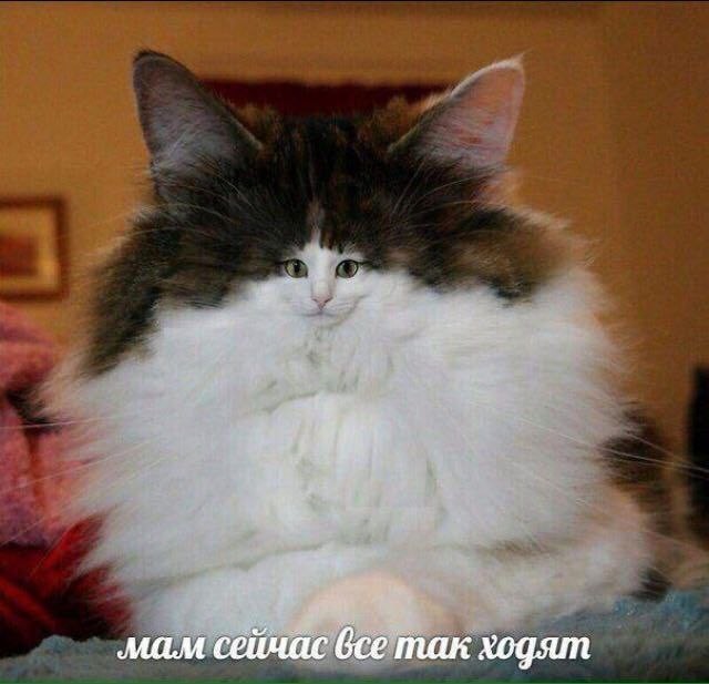 Картинки для деградации 272 (разной степени свежести)