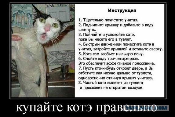 Как правильно помыть кошку