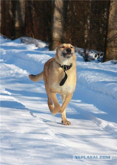 Спасенные собаки