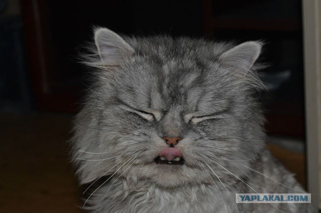 Котовторник   15.04.2014