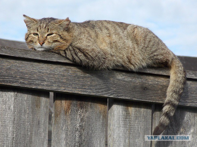 Котовторник 6.05.2014