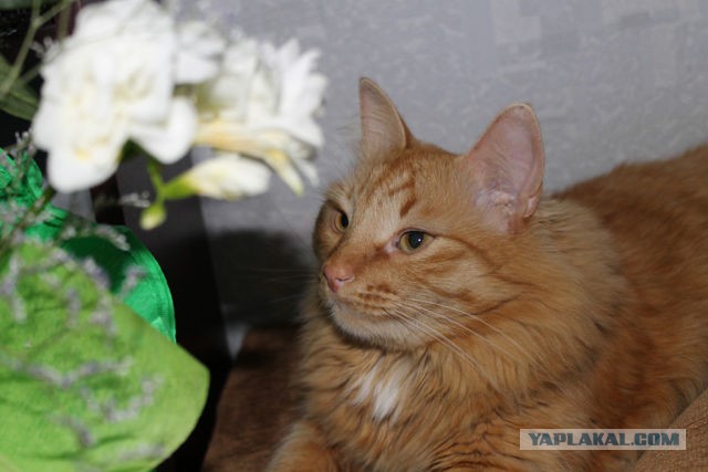 Котовторник 10.06.2014