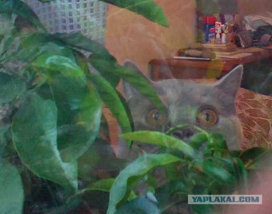 Котовторник 30.09.2014