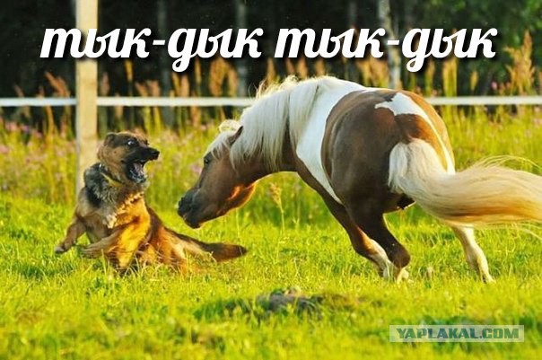 Смешные комментарии из социальных сетей 15.11.14