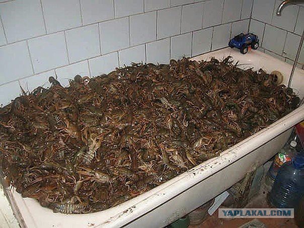 Картинки из инета