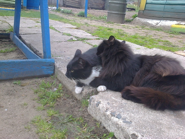 Котовторник 13.10.2015